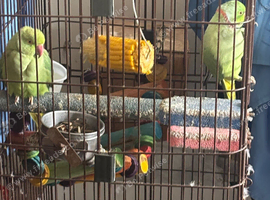 Breeding pair ringneck