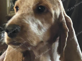 Show type cocker spaniel pups