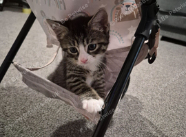 Male kitten for sale