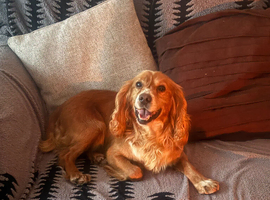 Working cocker for Stud