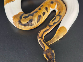 Royal/Ball Pythons available