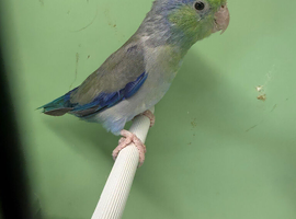 Pair parrolets