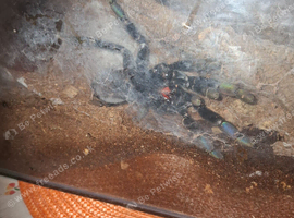 Psalmopoeus irminia