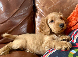 Golden cocker spaniel