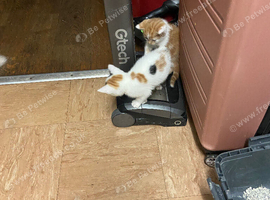 Kittens