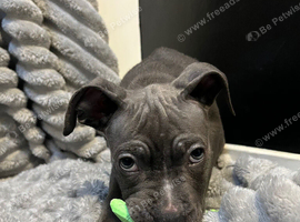 12 week old blue American bully