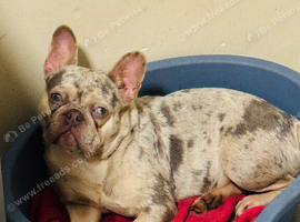 Beautiful female french bulldog for sale