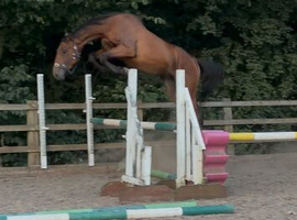 3yo aes gelding