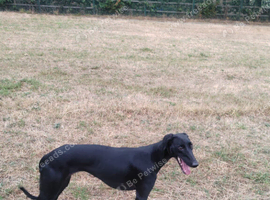 Saluki greyhound
