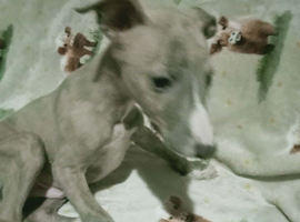 Whippet puppies for sale