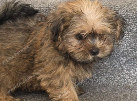 Imperial shih tzu x Yorkshire terrier puppys