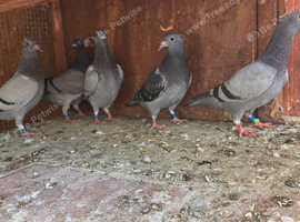 Yb pigeon race midl,long.