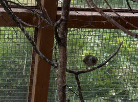 Siskin & Redpoll Hens for Sale
