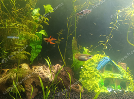 &pound;1.50 Santa Maria X Endlers guppy babies