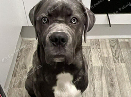 Looking for a forever home