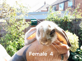 Beautiful baby English  Lop rabbits BLACKPOOL AREA