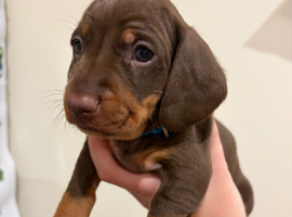 Dachshund puppies