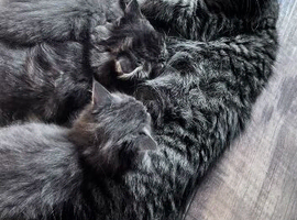 Beautiful maincoone /shorthair kittens for sale
