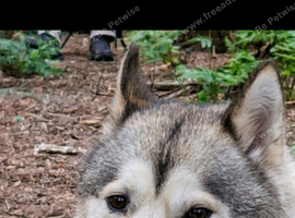 Siberian husky x Malamute (Looking for forever home)