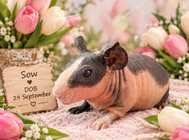 Skinny guinea pigs sows