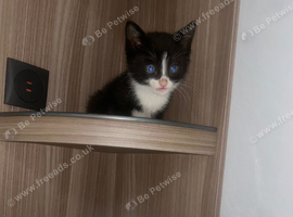 Kitten wanting forever home