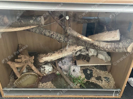 4ft ball/royal python