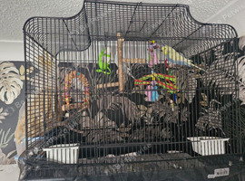X2 budgies