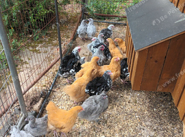 Buff orpington growers available
