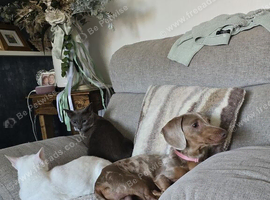 Rehomimg 1 yr old Male beloved Dachshund due to genuine reason