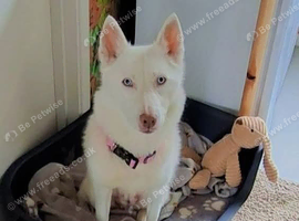 Lovely lady husky looking for long lovely home