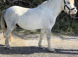 3 year old section A gelding