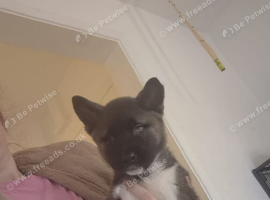 Akita puppy ready to go