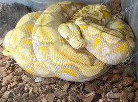 Male purple foulsham caramel reticulated python