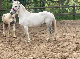 12.1hh 10 year old mare