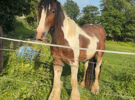 14.2 cob x