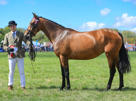 KATINKA (BAMBI) &ndash; 15.1HH QUALITY CONNIE SPORT HORSE MARE