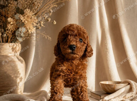 Fox Red Toy Poodle Boy Ready Now