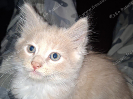 4 beautiful kitten baby's ready for there loving homes