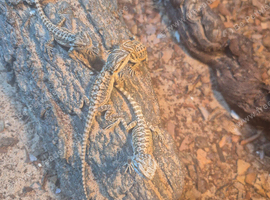Baby bearded dragons