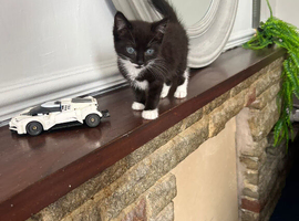 Adorable Kitten Looking for a Loving Home