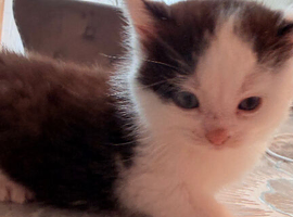 Adorable male kitten