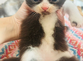 Dollface Persian Boy from Grandchampion lines