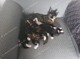Kittens looking for a loving caring home