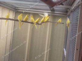 Eligant cocks for sale