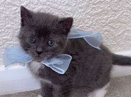 Grey kitten
