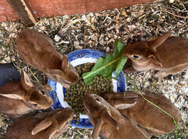 Gorgeous Pedigree Mini Rex rabbits for sale