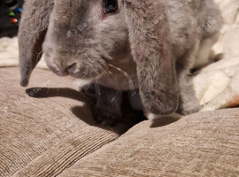Two bonded girls needing a new home