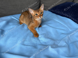EXCLUSIVE &bull; ABYSSINIAN RUDDY GIRL