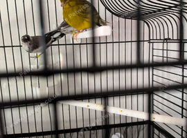 Pair of bengalese finches