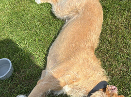 Lurcher